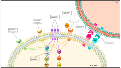 Targeted Therapy